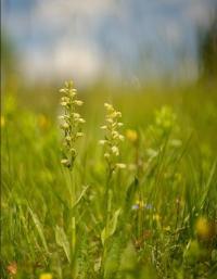 Vemeníček zelený (Coeloglossum viride)