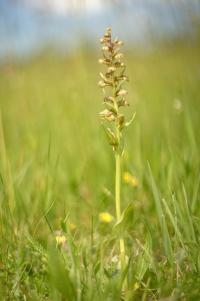Vemeníček zelený (Coeloglossum viride)