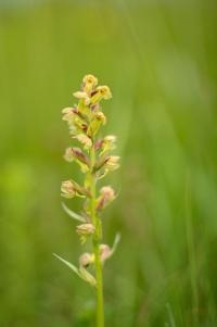 Vemeníček zelený (Coeloglossum viride)