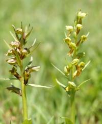 Vemeníček zelený (Coeloglossum viride)