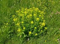 Pryšec kosmatý (Euphorbia villosa)