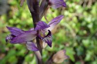 Hnědenec zvrhlý (Limodorum abortivum)