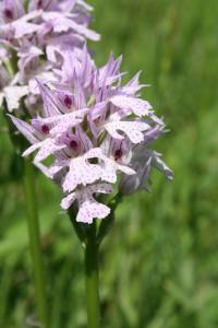 Vstavač trojzubý (Orchis tridentata)