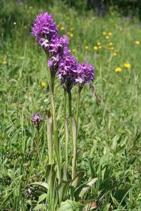 Vstavač trojzubý (Orchis tridentata)