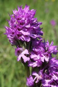 Vstavač trojzubý (Orchis tridentata)