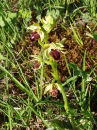 Tořič pavoukonosný (Ophrys sphegodes)