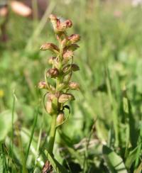 Vemeníček zelený (Coeloglossum viride)