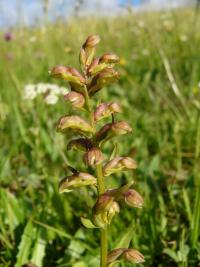 Vemeníček zelený (Coeloglossum viride)