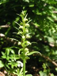 Vemeníček zelený (Coeloglossum viride)
