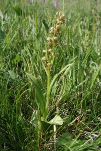 Vemeníček zelený (Coeloglossum viride)
