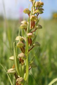 Vemeníček zelený (Coeloglossum viride)