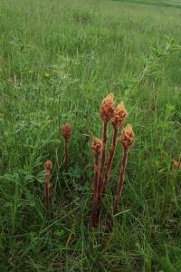Záraza štíhlá (Orobanche gracilis)