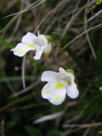 Tučnice alpská (Pinguicula alpina)
