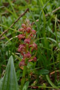 Vemeníček zelený (Coeloglossum viride)
