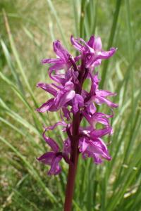 Vstavač mužský znamenaný (Orchis mascula subsp speciosa)