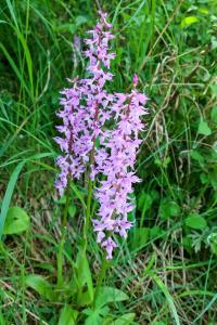 Vstavač mužský znamenaný (Orchis mascula subsp speciosa)