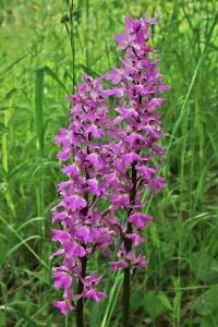 Vstavač mužský znamenaný (Orchis mascula subsp speciosa)