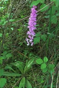 Vstavač mužský znamenaný (Orchis mascula subsp speciosa)
