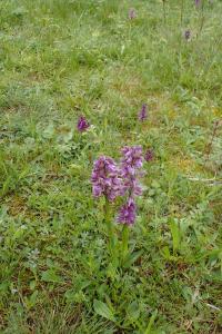 Vstavač kukačka (Orchis morio)