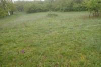 Vstavač kukačka (Orchis morio)