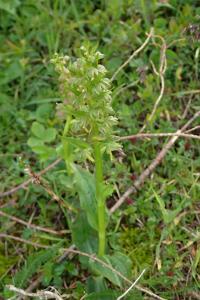 Vemeníček zelený (Coeloglossum viride)