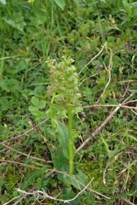 Vemeníček zelený (Coeloglossum viride)