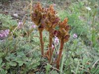 Záraza štíhlá (Orobanche gracilis)