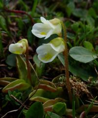 Tučnice alpská (Pinguicula alpina)