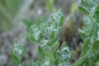 Protěžka vzpřímená (Bombycilaena erecta)