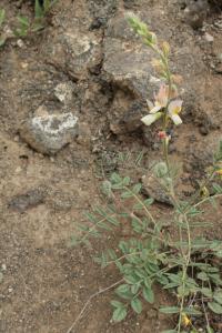 Vičenec (Onobrychis majorovii)