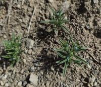 Strošek rozkladitý