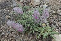 Čistec levandulolistý (Stachys lavandulifolia)