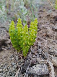 Svízelka článkovaná (Cruciata articulata)