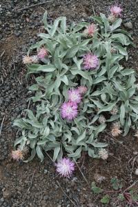 Chrpinec (Psephellus integrifolius)