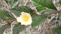 Sida (Sida ulmifolia)