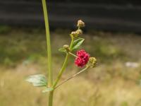 Berhavie (Boerhavia coccinea)