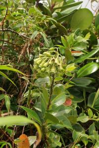 Symphysia (Symphysia racemosa)
