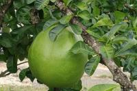 Maraka chrastivá (Crescentia cujete)