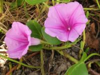 Povijnice pomořská (Ipomoea pes-caprae)