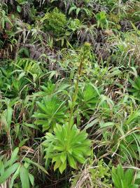 Lobelka (Lobelia stricta)