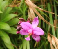 Spatoglotis (Spathoglottis plicata)
