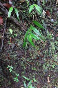Ichnanthus (Ichnanthus pallens)