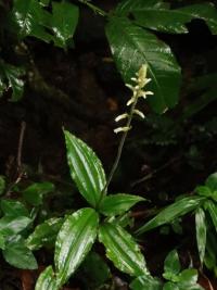 Microchilus (Microchilus plantagineus)