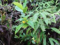 Beslerie (Besleria lutea)