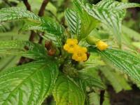 Beslerie (Besleria lutea)