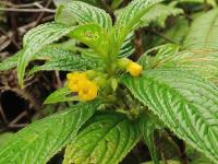 Beslerie (Besleria lutea)