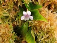 Violka (Viola stipularis)