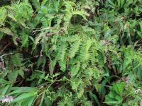 Gleichenella (Gleichenella pectinata)