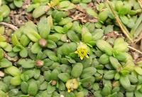 Pectis (Pectis humifusa)