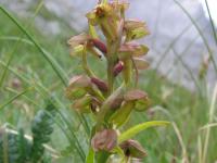 Vemeníček zelený (Coeloglossum viride)